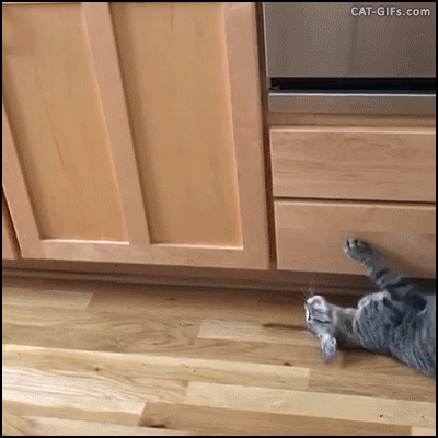 If YOU were a cat which of these typical cat behaviors would you do most?