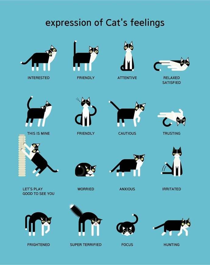 If YOU were a cat which of these typical cat behaviors would you do most?