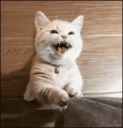 If YOU were a cat which of these typical cat behaviors would you do most?