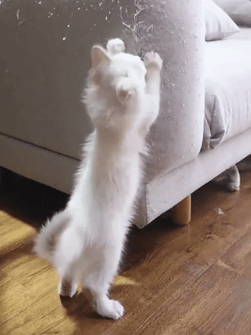 If YOU were a cat which of these typical cat behaviors would you do most?