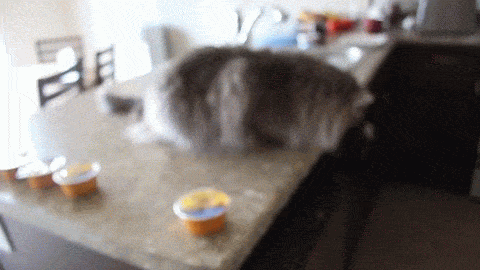 If YOU were a cat which of these typical cat behaviors would you do most?