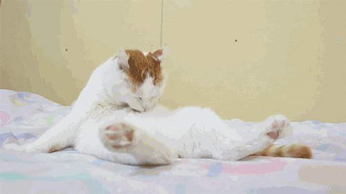 If YOU were a cat which of these typical cat behaviors would you do most?