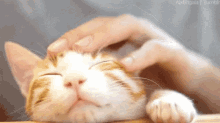 If YOU were a cat which of these typical cat behaviors would you do most?