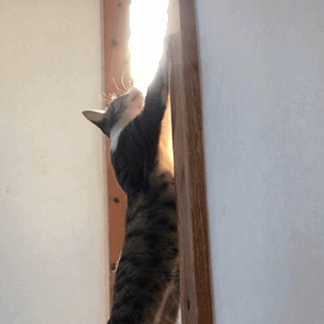 If YOU were a cat which of these typical cat behaviors would you do most?