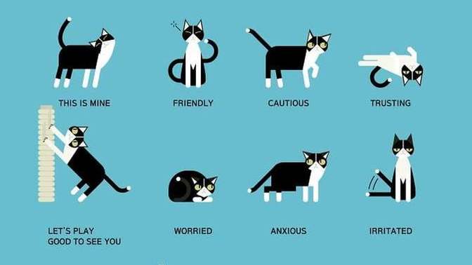 If YOU were a cat which of these typical cat behaviors would you do most?