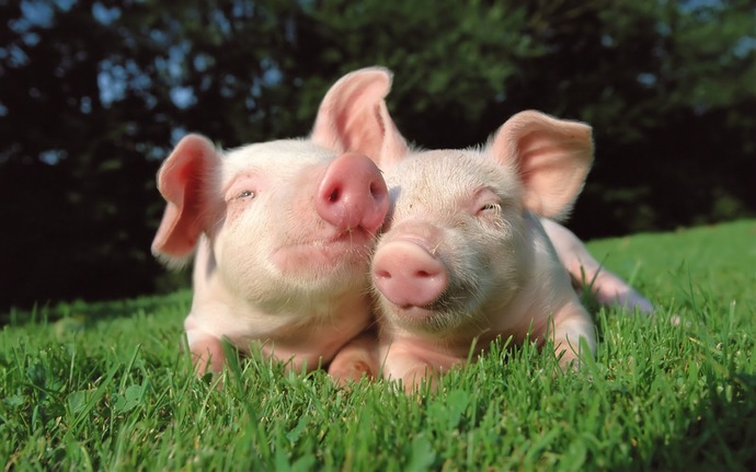 Know what the animals eat, so they stay healthy.
