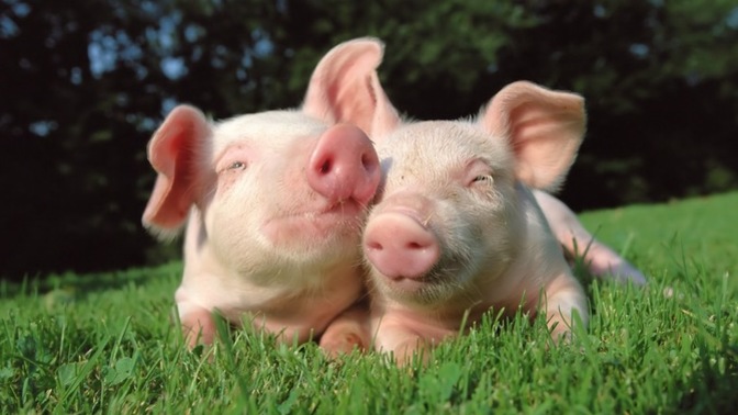 Do you feed your leftovers to local farm animals?