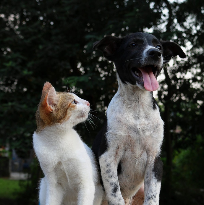 Are cats better secret keepers than dogs?