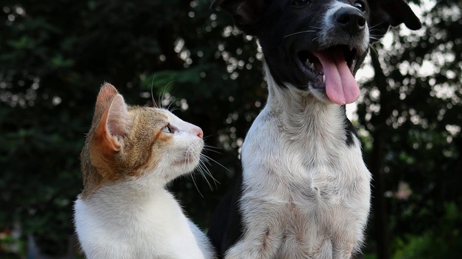 Are cats better secret keepers than dogs?