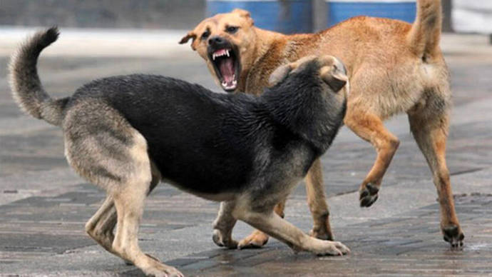 Why do some people care more about animals than humans?