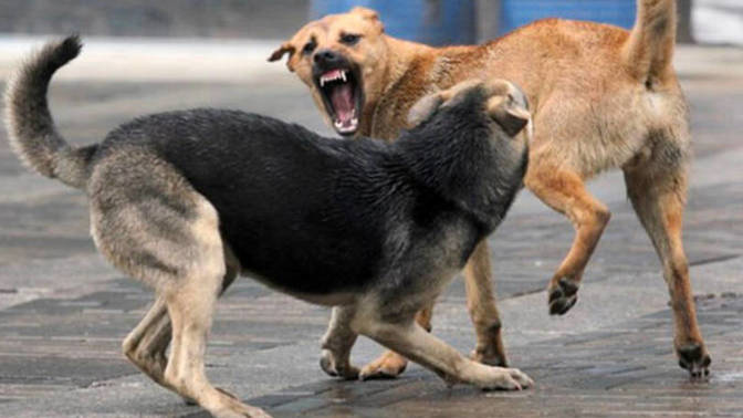 Why do some people care more about animals than humans?