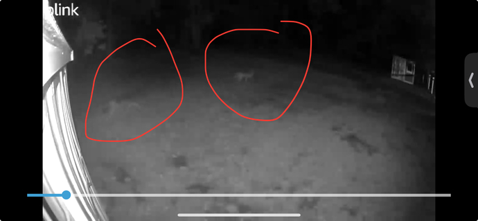 Two coyotes