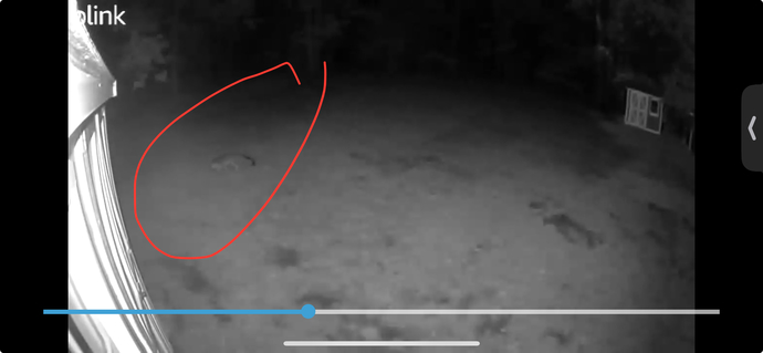 Fisher cat, fuckin’ FEROCIOUS😱 Big NOPE🙅♂️