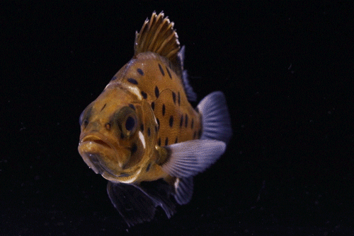 What's the best food to eat while underwater?