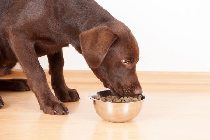 What do you feed your dog?