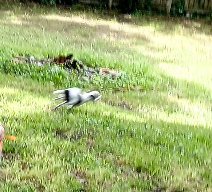 What do you feed your dog?