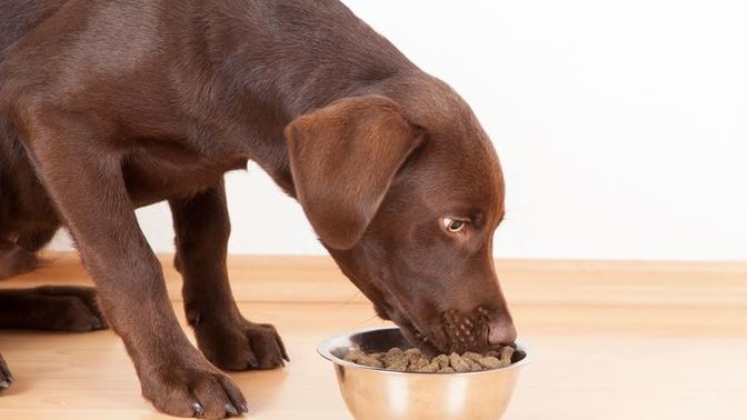 What do you feed your dog?