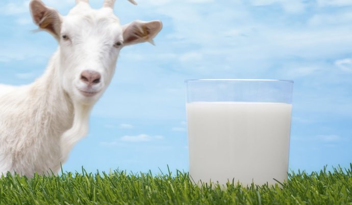 Whats your favorite sort of milk?