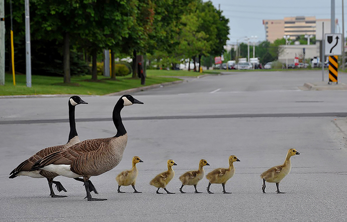 The Canadian Geese