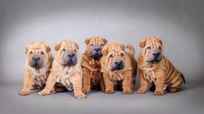 Do Shar Pei dogs have respiratory issues like some Bulldogs?