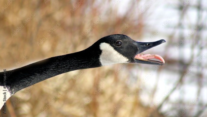 Have u ever honked at a goose before?