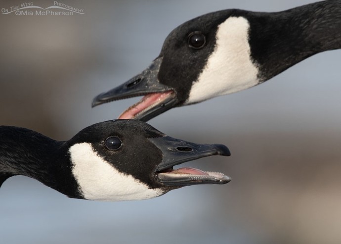 Have u ever honked at a goose before?