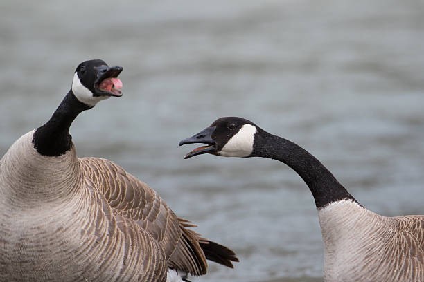 Have u ever honked at a goose before?