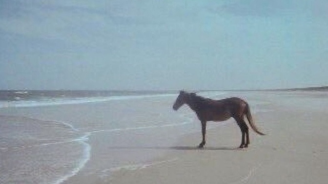 Don’t you feel bad for horses 🐎🐴?