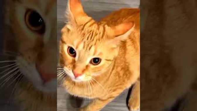 How do I deal with being the living embodiment of an orange cat?