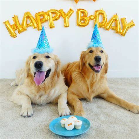 Do you celebrate your PETs BIRTHDAY?