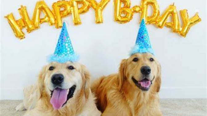 Do you celebrate your PET's BIRTHDAY?