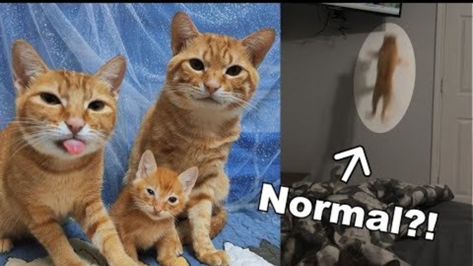 What animal represents your personality?