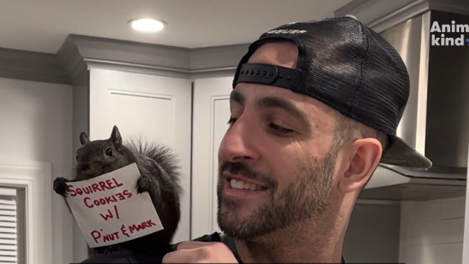 Social media star Peanut the Squirrel has been euthanized after being seized from NY home: What kind of sick, twisted people would do this ?