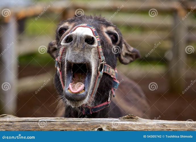 Are you showing off your MAGA hat tomorrow?