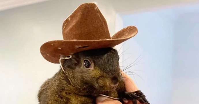 Would you be surprised if the murder of Pnut the squirrel cost Democrats the election?