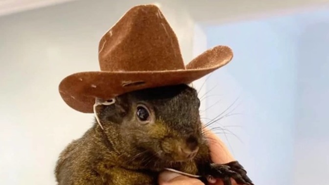 Would you be surprised if the murder of P'nut the squirrel cost Democrats the election?