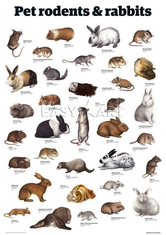 What kind of rodent would you like as a pet?