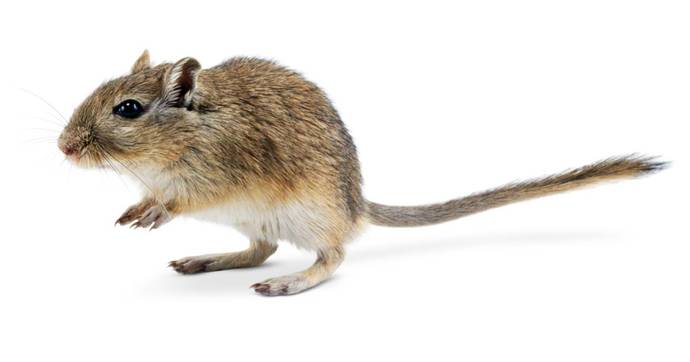 What kind of rodent would you like as a pet?