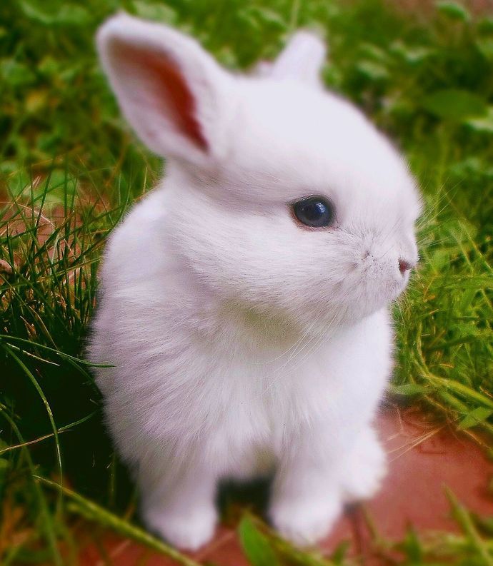 What kind of rodent would you like as a pet?