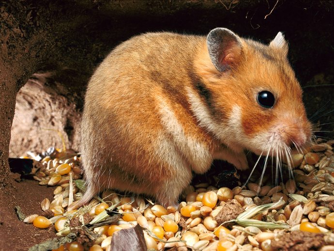 What kind of rodent would you like as a pet?