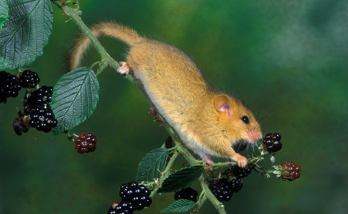 What kind of rodent would you like as a pet?