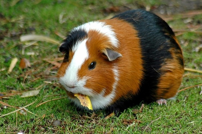 What kind of rodent would you like as a pet?