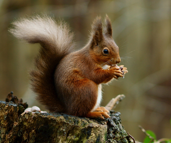 What kind of rodent would you like as a pet?