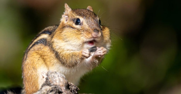 What kind of rodent would you like as a pet?