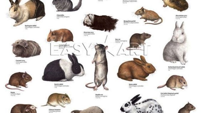 What kind of rodent would you like as a pet?