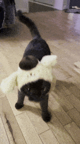 Dog or cat, which one do you like more?