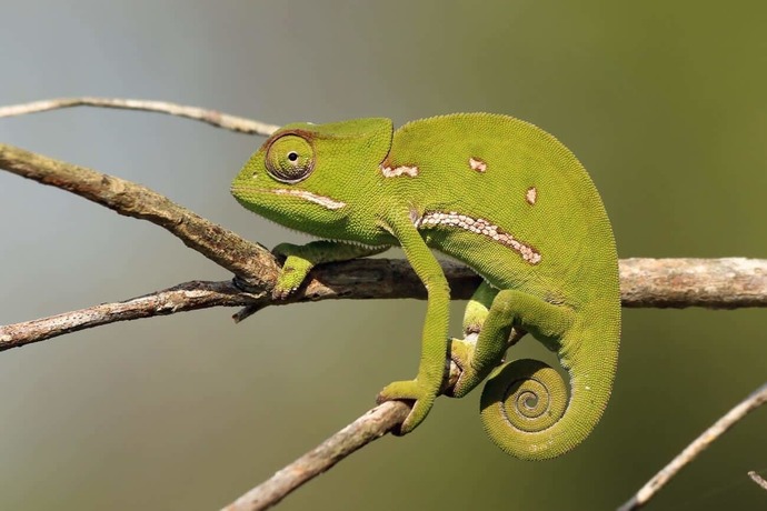 If you had a reptilian pet, what reptilian would that be?