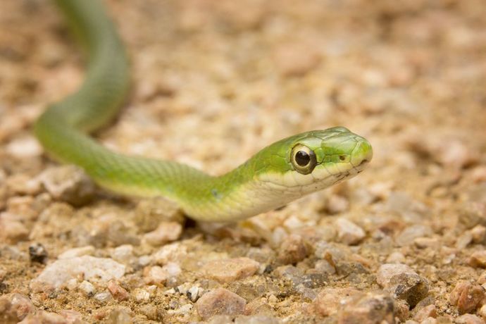 If you had a reptilian pet, what reptilian would that be?