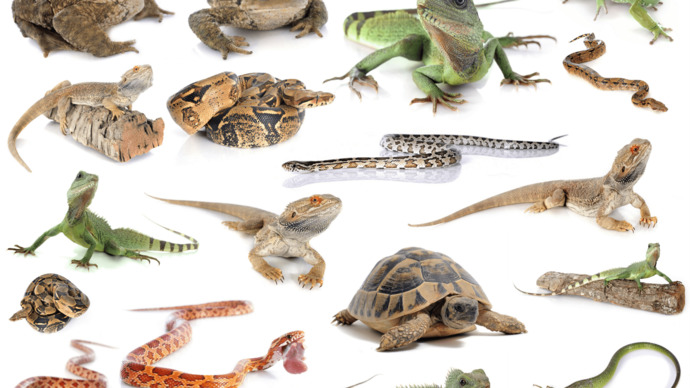 If you had a reptilian pet, what reptilian would that be?