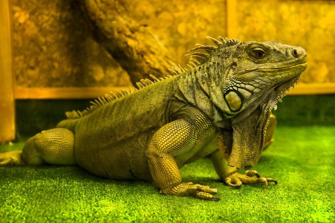 If you had a reptilian pet, what reptilian would that be?